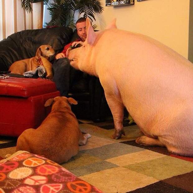 Свинья, выращенная как домашний питомец Instagram, домашнее животное, поросенок, свинья
