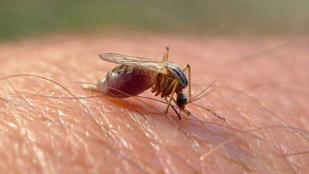 Опасные комары могут добраться до других регионов России, считает ученый