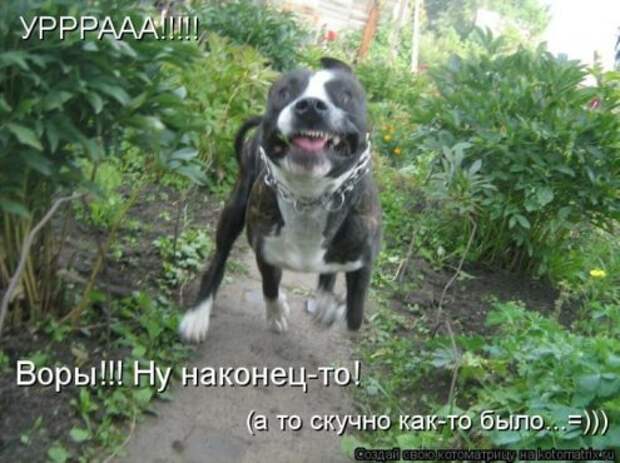 Котоматрица новые за неделю.