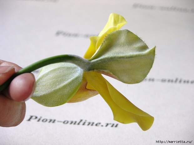 Орхидея Леди Слиппер из полимерной глины. Мастер-класс (82) (640x479, 138Kb)