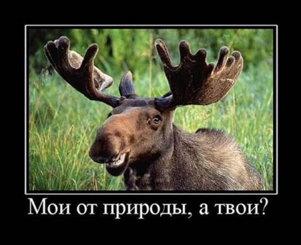 Демотиваторы картинки смешно и новые.