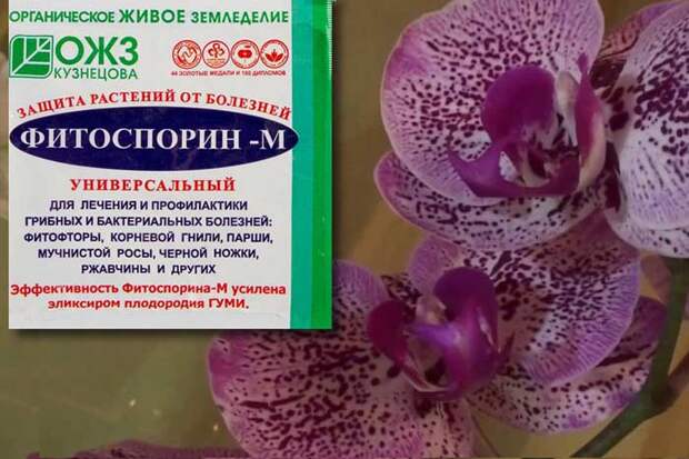 Особенности лечения орхидей препаратом Фитоспорин