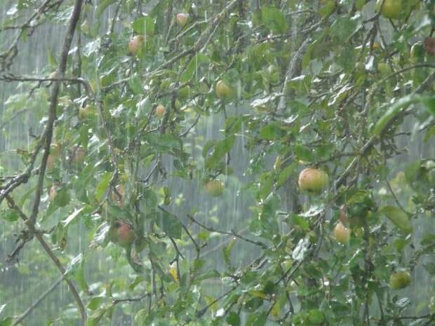 На Кубани пройдут ливни с грозами и град: душный и жаркий июнь отменяется?