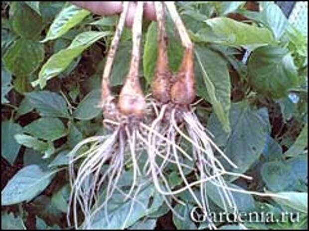 яровой чеснок