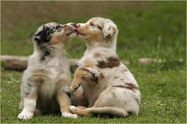 Животные поцелуйчики