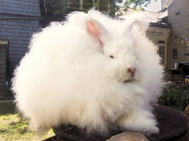 ангорский кролик фото