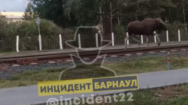 Лося рядом трамвайными путями заметили в Барнауле