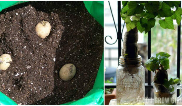 Можно прорастить картофель из клубней с глазками. Для этого клубни нужно посадить в землю или просто поставить в воду.