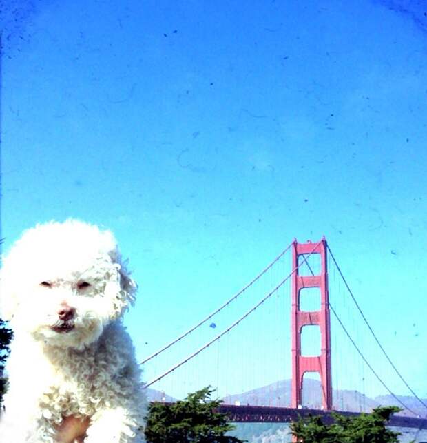 Cerbero dog travel, собака путешественник