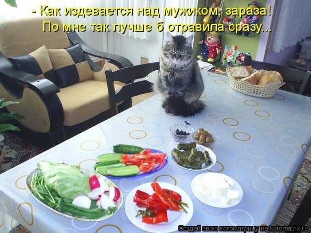Лучшие котоматрицы недели