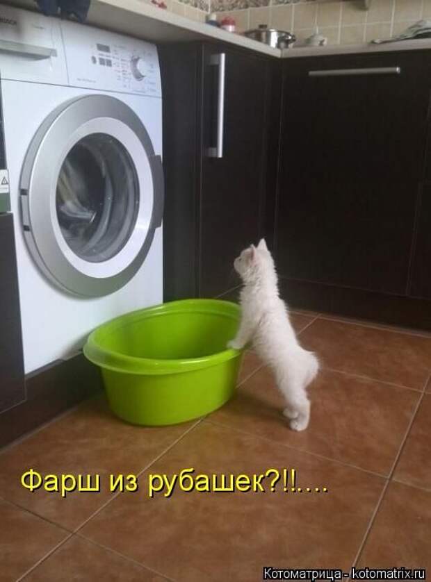 Лучшие котоматрицы недели