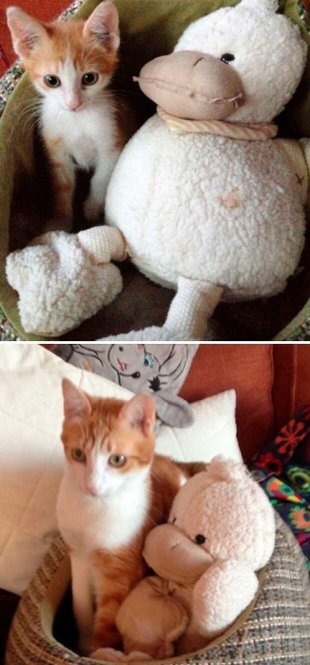 Тедди со своей уткой – разница между фотографиями 2 года.