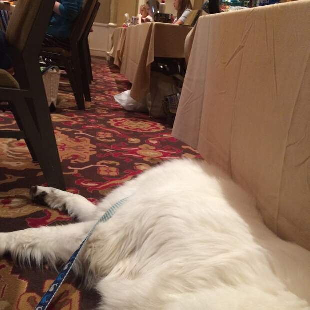 Atka snoozing away during a session. He sure learned a lot... ;)