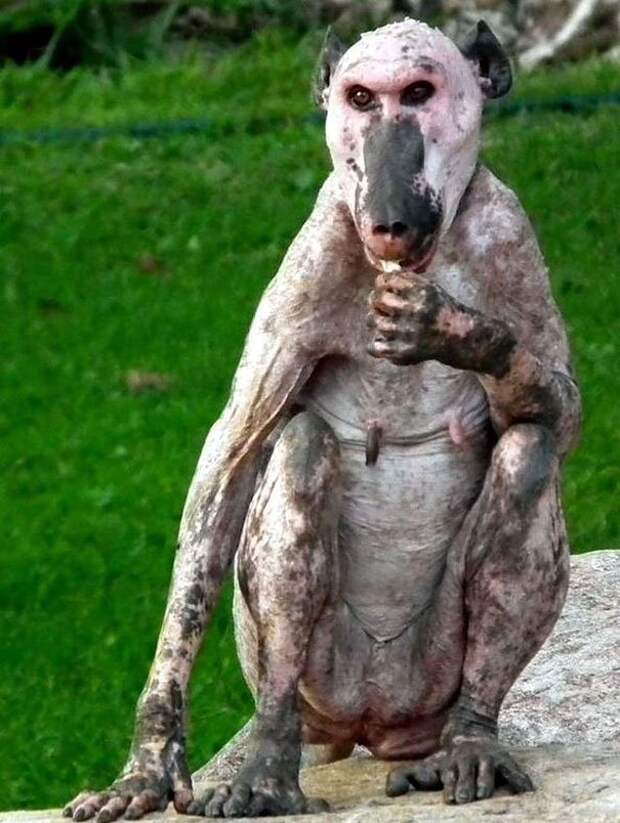 лысые животные  бабуин