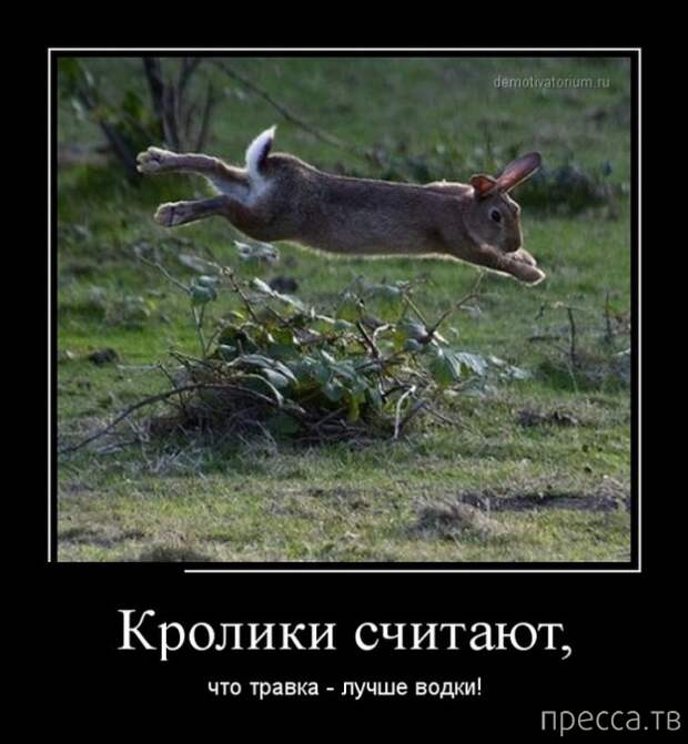 Самые злобные демотиваторы, часть 133 (30 фото)