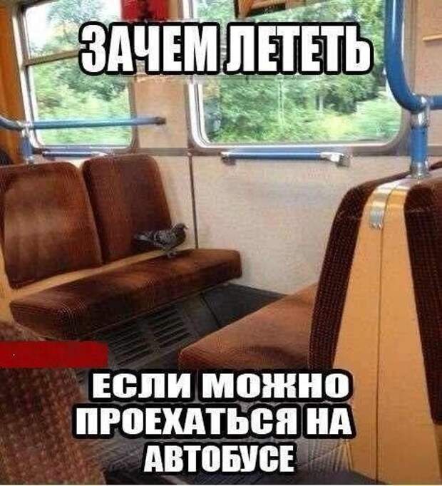 Приколы, смешные, картинки, прикольные,юмор