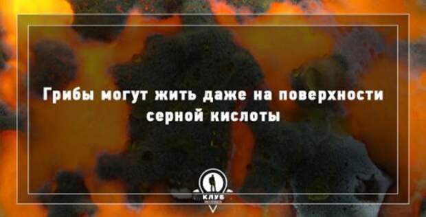 Факты про грибы, которые вы могли не знать (10 фото)