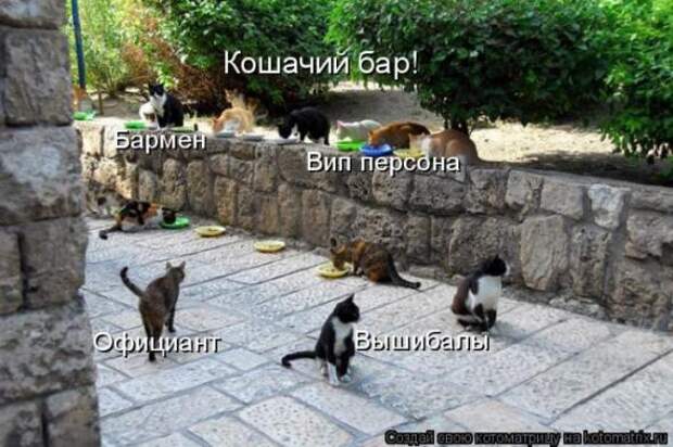 Котоматрица