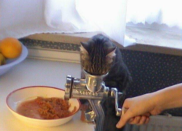 Забавные коты. часть 14 (30 фото)