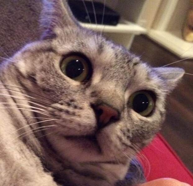 Забавные животные