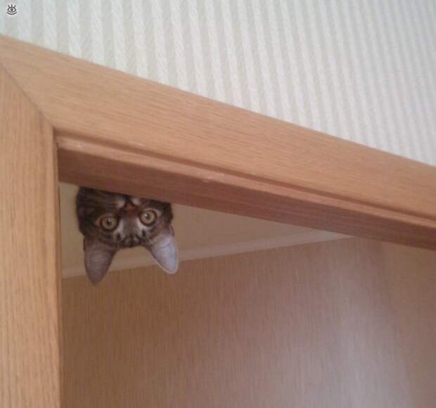 Коты, которых не берёт сила притяжения 15