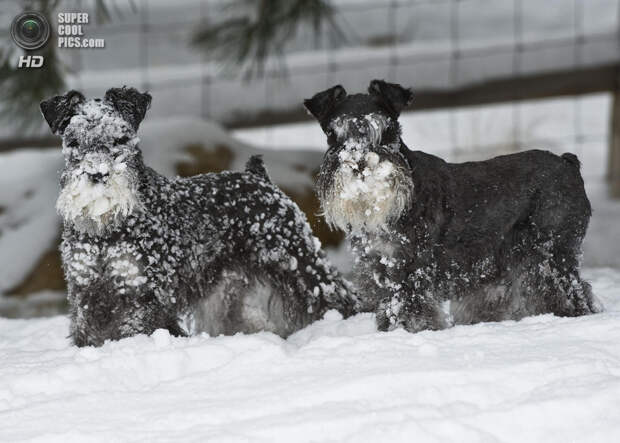 Снег — собачье счастье. (SheltieBoy)