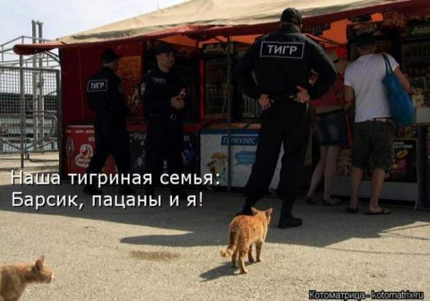 Котоматрицы(картинки с надписями)