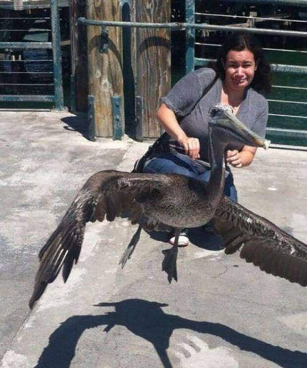 Веселые снимки, сделанные в самый подходящий момент (50 фото)