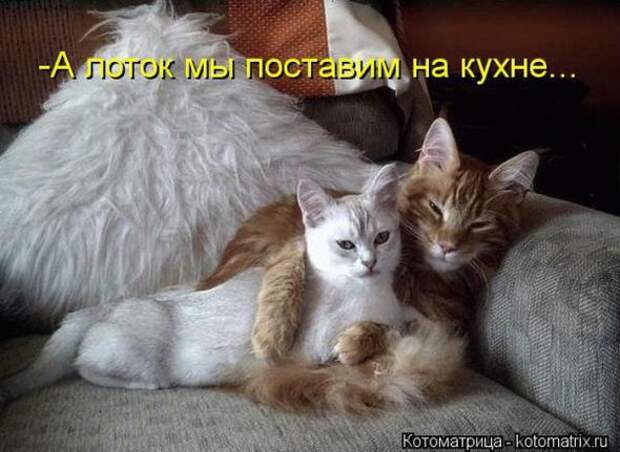 Котоматрицы (картинки с подписями)