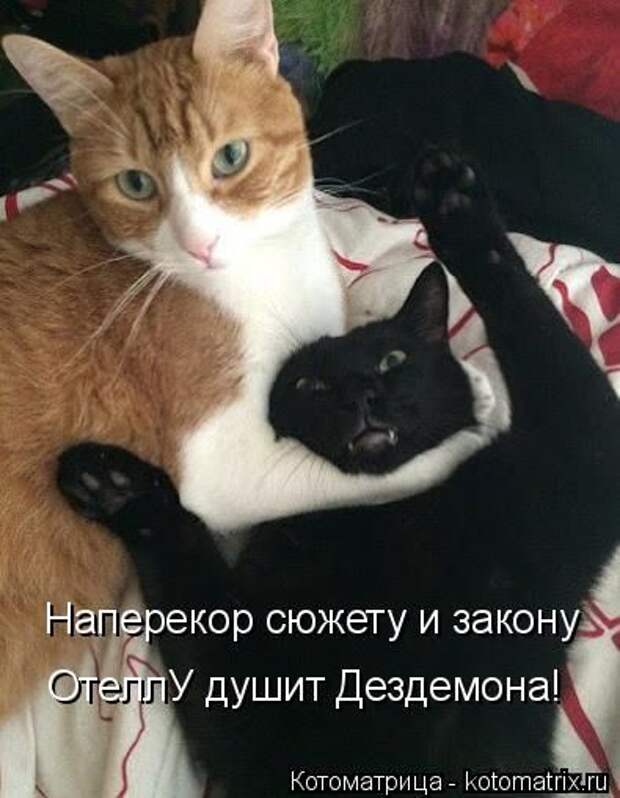 Котоматрицы(картинки с надписями)