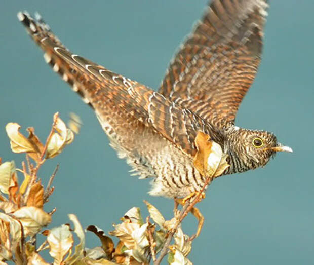 http://www.tepid.ru/images/cuckoo-3.jpg