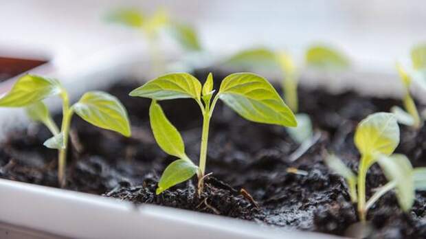 Лучшие дни для посева перца на рассаду: календарь для всех регионов России