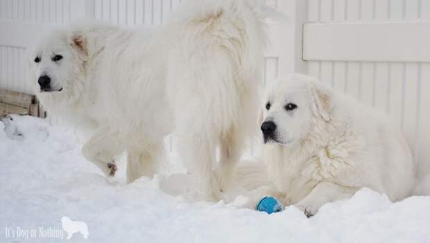 Great Pyrenees in the snow