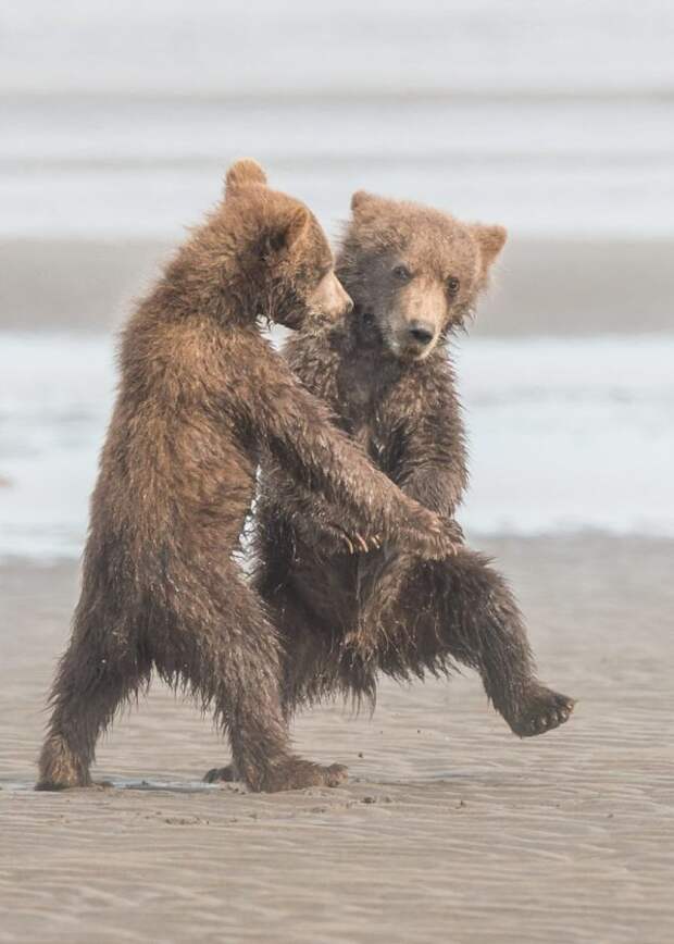 танцы медведей