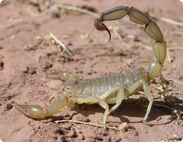 Скорпион Androctonus amoreuxi