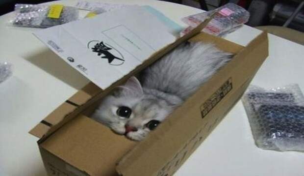 Хозяин, выпусти! коты, фото