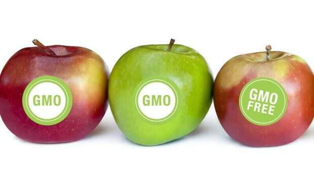 ГМО – есть или не есть? 