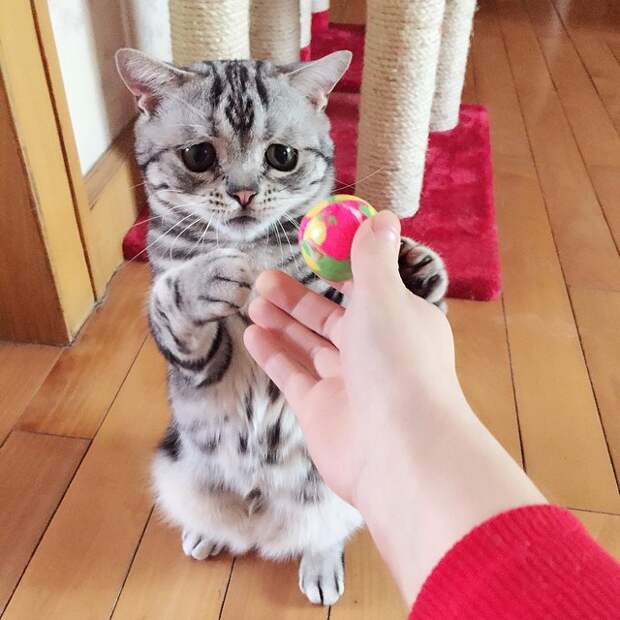 самая грустная кошка в интернете