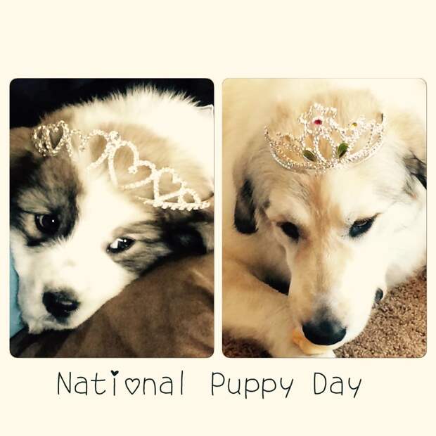 How badger marks change on Great Pyrenees