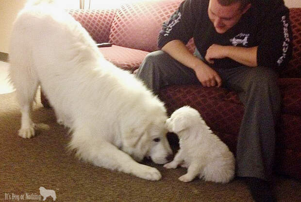 Great Pyrenees