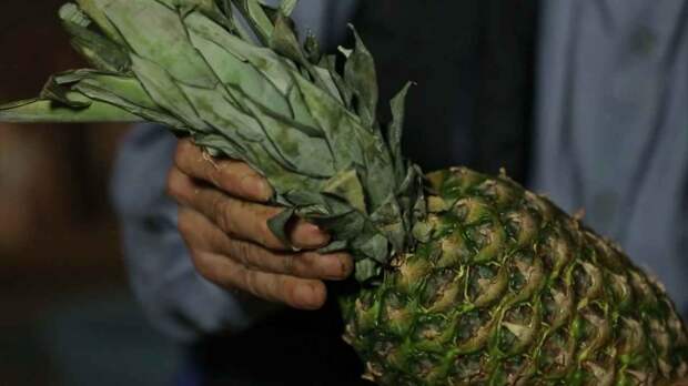 Как вырастить ананас