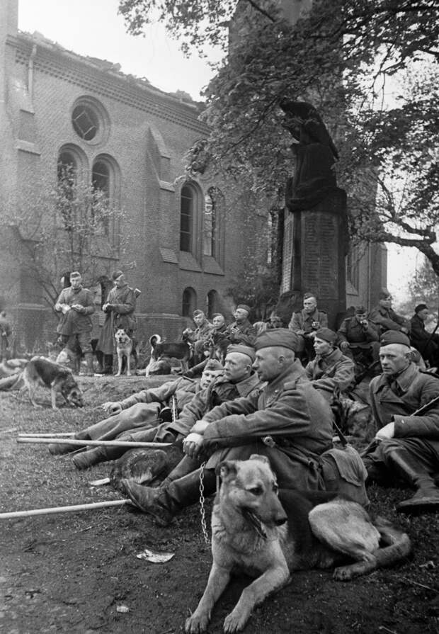 Отряд саперов с минно-розыскными собаками во время привала после выполнения боевой задачи по разминированию освобожденного Берлина, май 1945 года