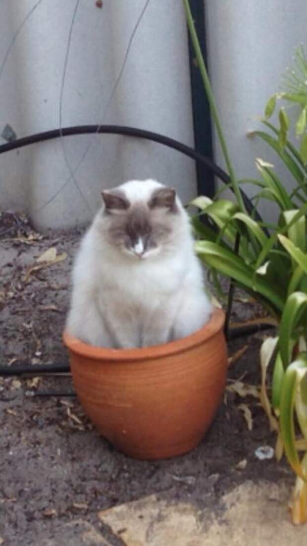 кошка в цветочном горшке 