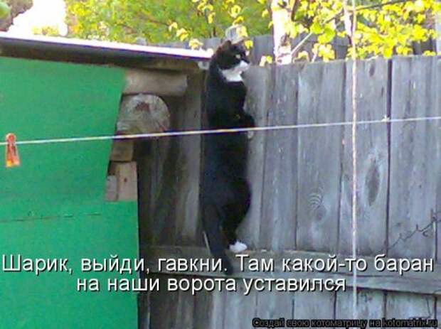 Новая котоматрица на Бугаге (30 фото)