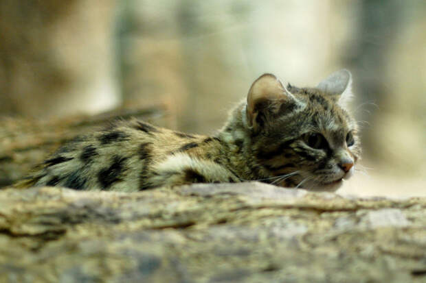 Черноногая кошка