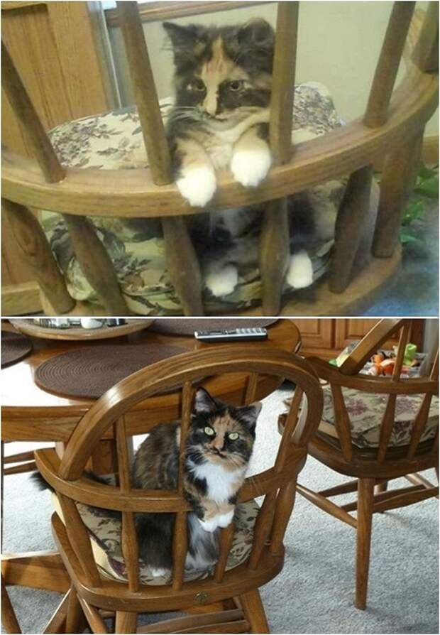 Любимое место кота.