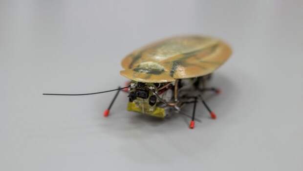 Робот-таракан, созданный учеными Балтийского федерального университета имени Иммануила Канта