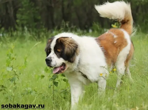 Московская сторожевая собака. Описание, особенности, уход и цена породы