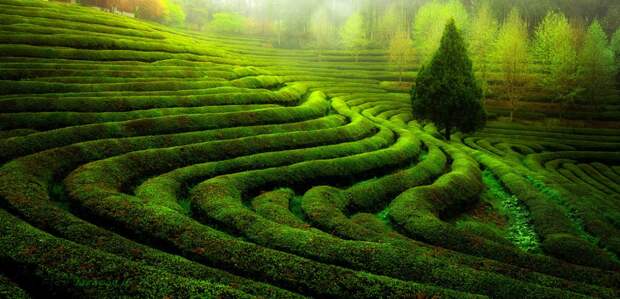 Фотография Green tea field автор Jaewoon U на 500px