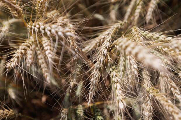 Россия резко нарастила поставки одной продукции в постсоветскую страну